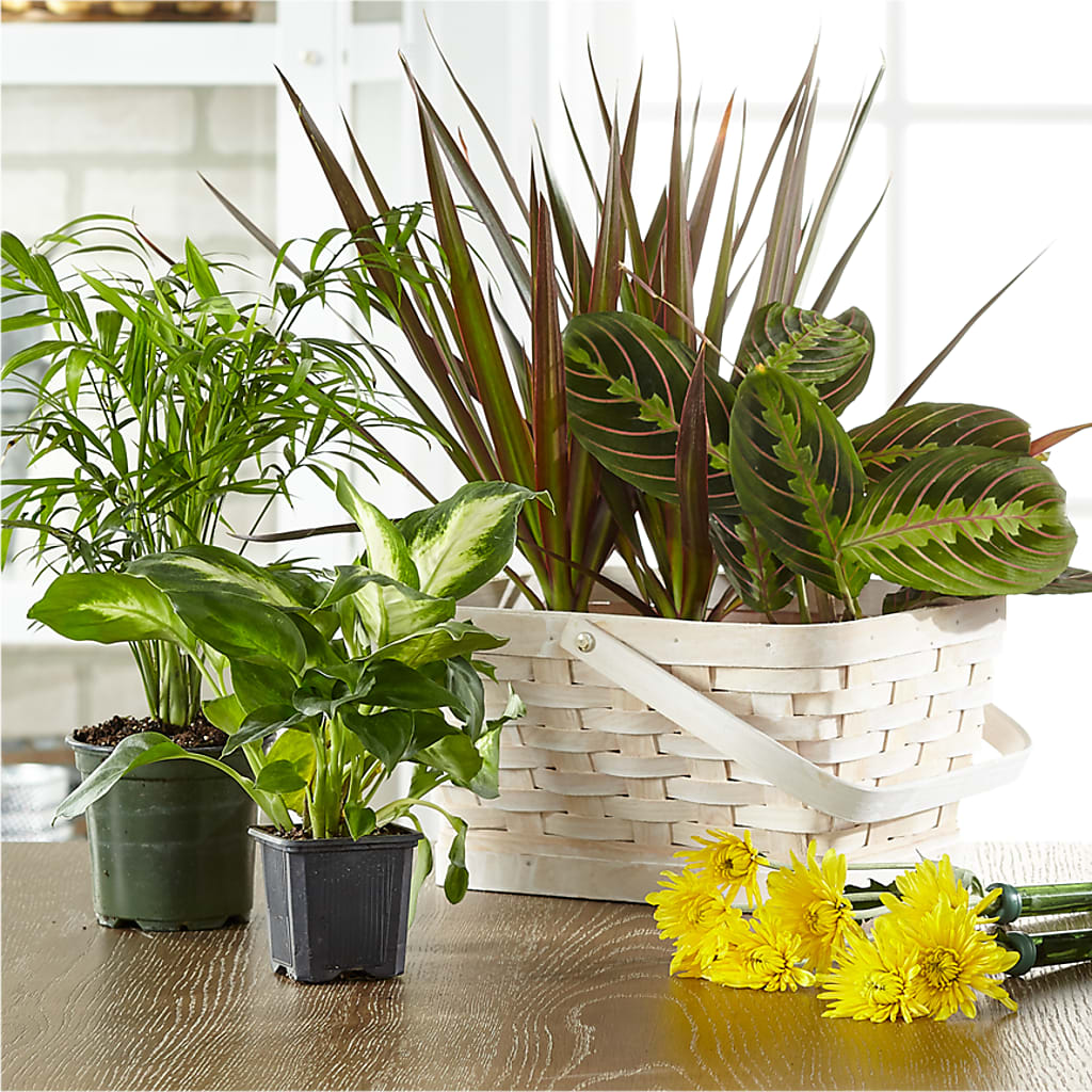 Florist Designed Blooming and Green Plants in a Basket – Fairfield Florist, Fairfield CT
