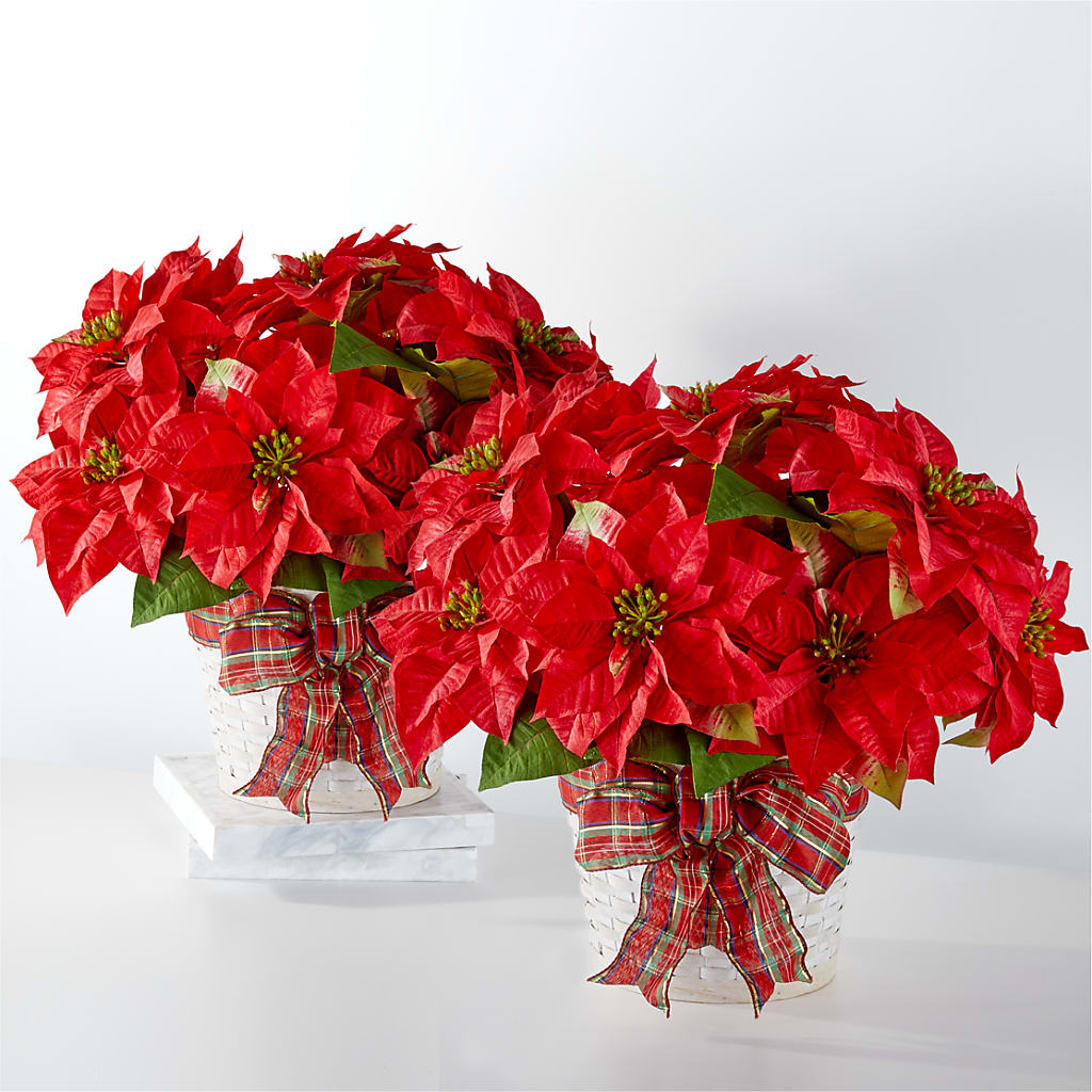 Happiest Holidays Poinsettia Bundle – Fairfield Florist, Fairfield CT