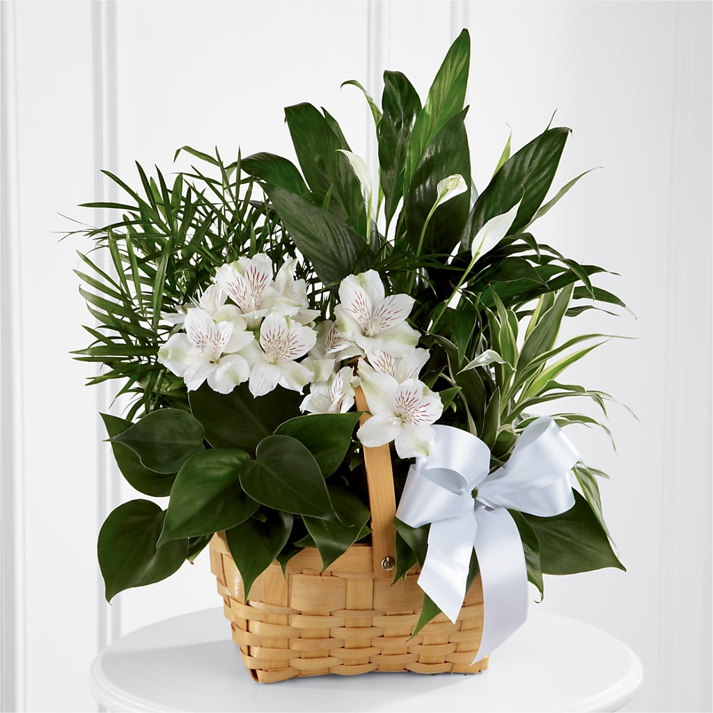 Peace & Serenity Dishgarden – Fairfield Florist, Fairfield CT