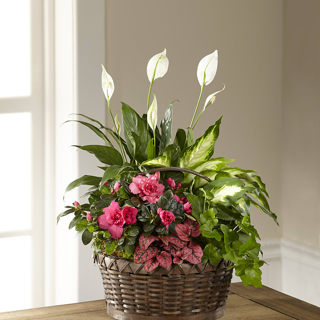 Dream in Pink Dishgarden – Fairfield Florist, Fairfield CT