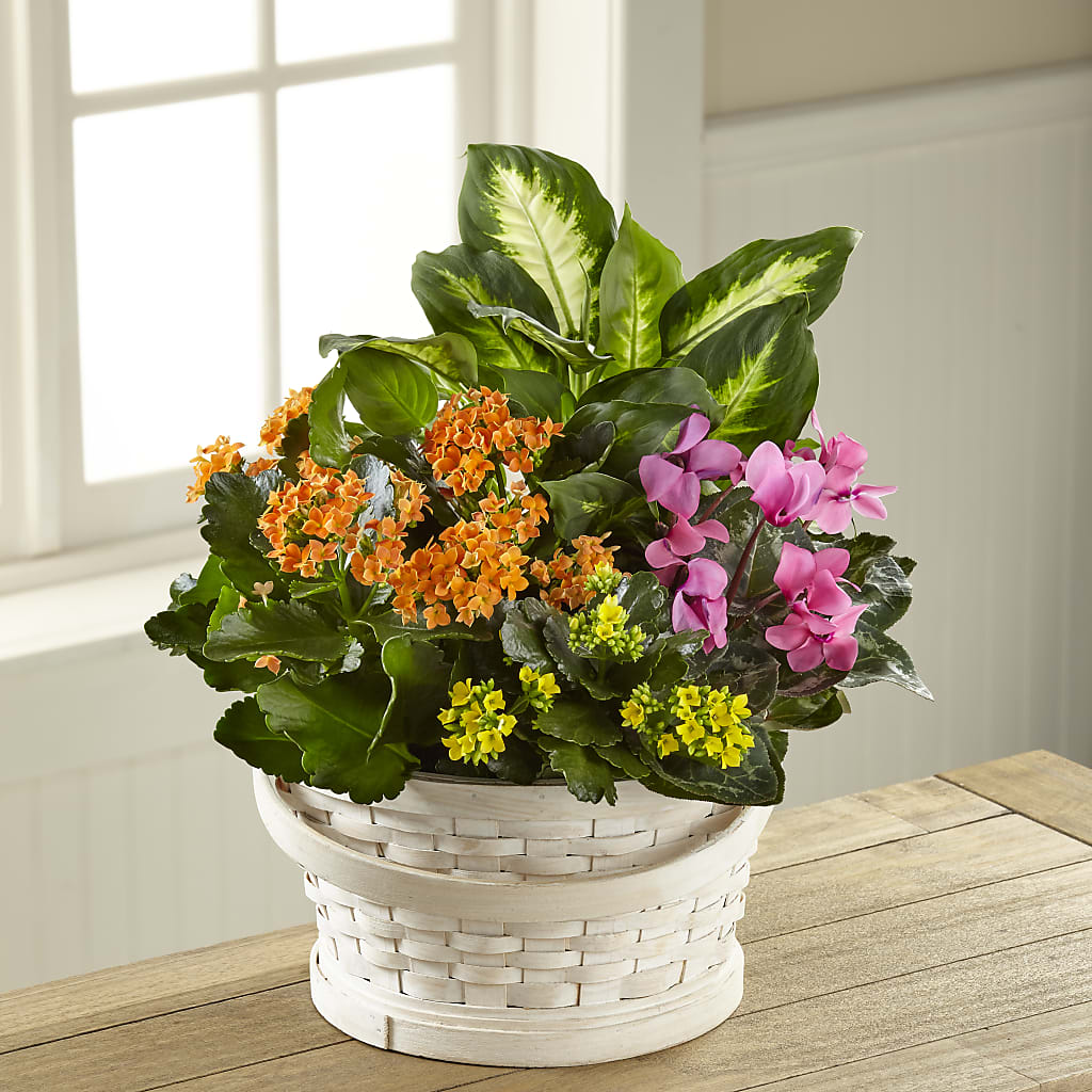 Color Crush Dishgarden – Fairfield Florist, Fairfield CT
