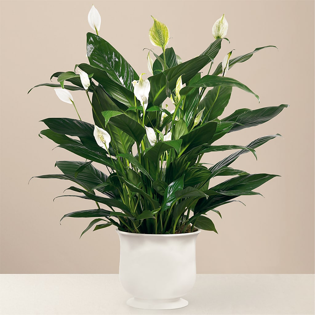 Comfort Planter – Fairfield Florist, Fairfield CT