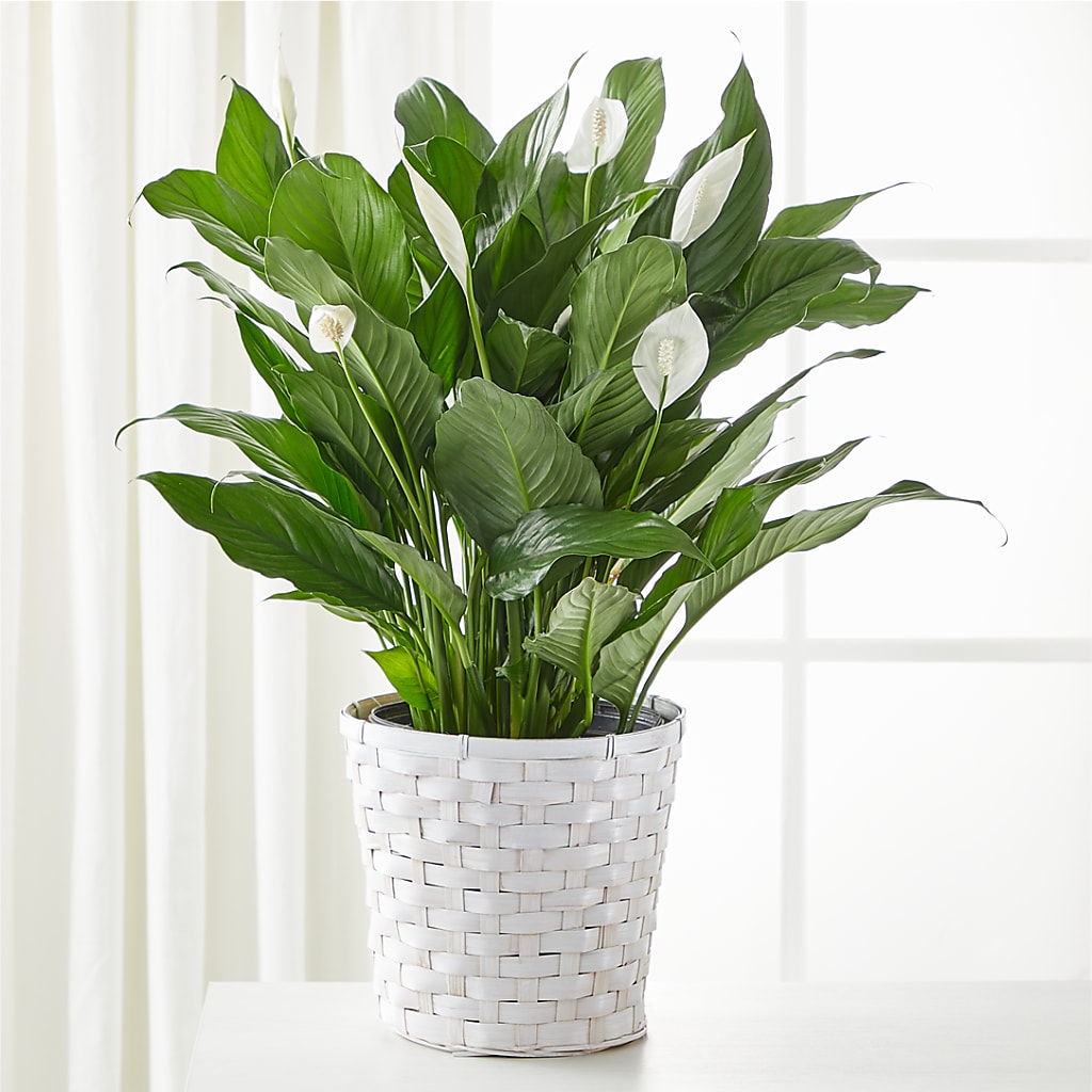 A New Leaf Peace Lily – Fairfield Florist, Fairfield CT