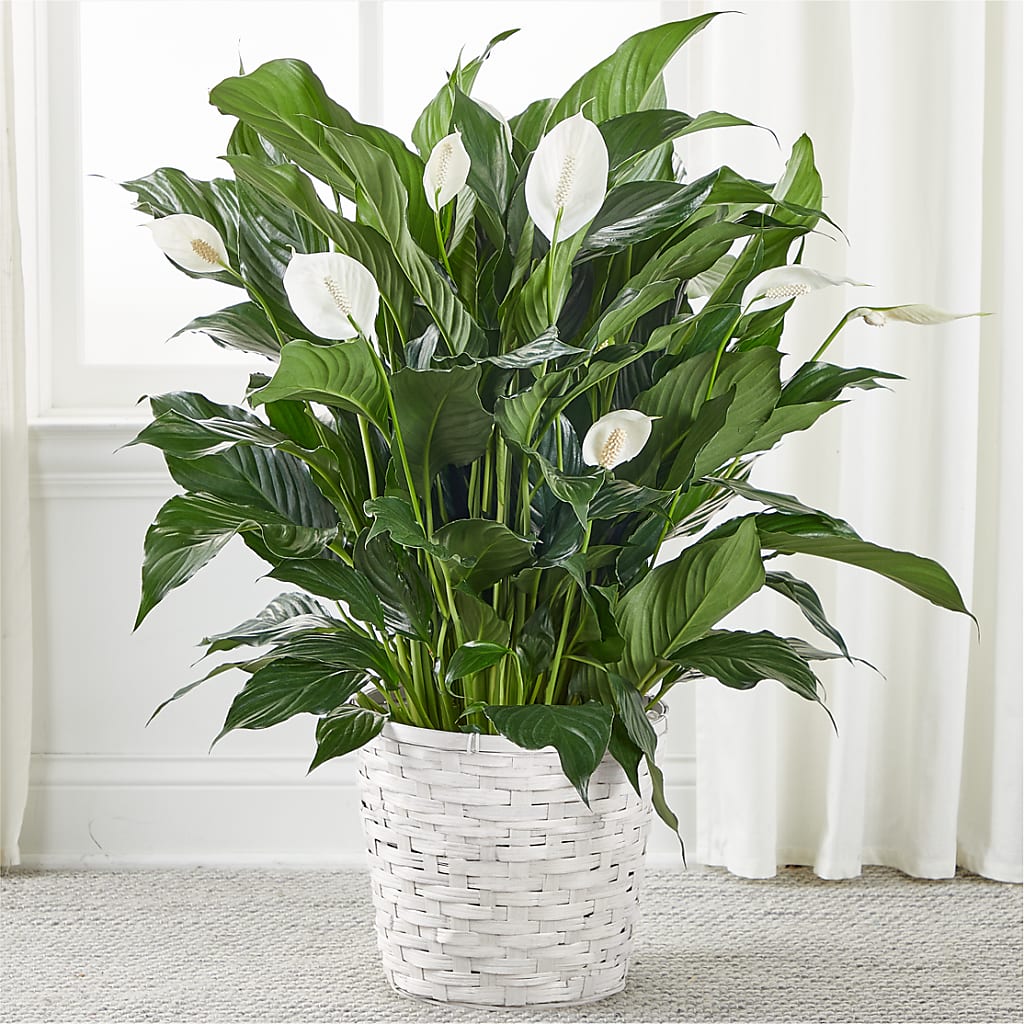 A New Leaf Peace Lily – Fairfield Florist, Fairfield CT