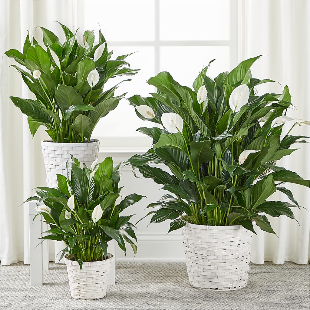 A New Leaf Peace Lily – Fairfield Florist, Fairfield CT