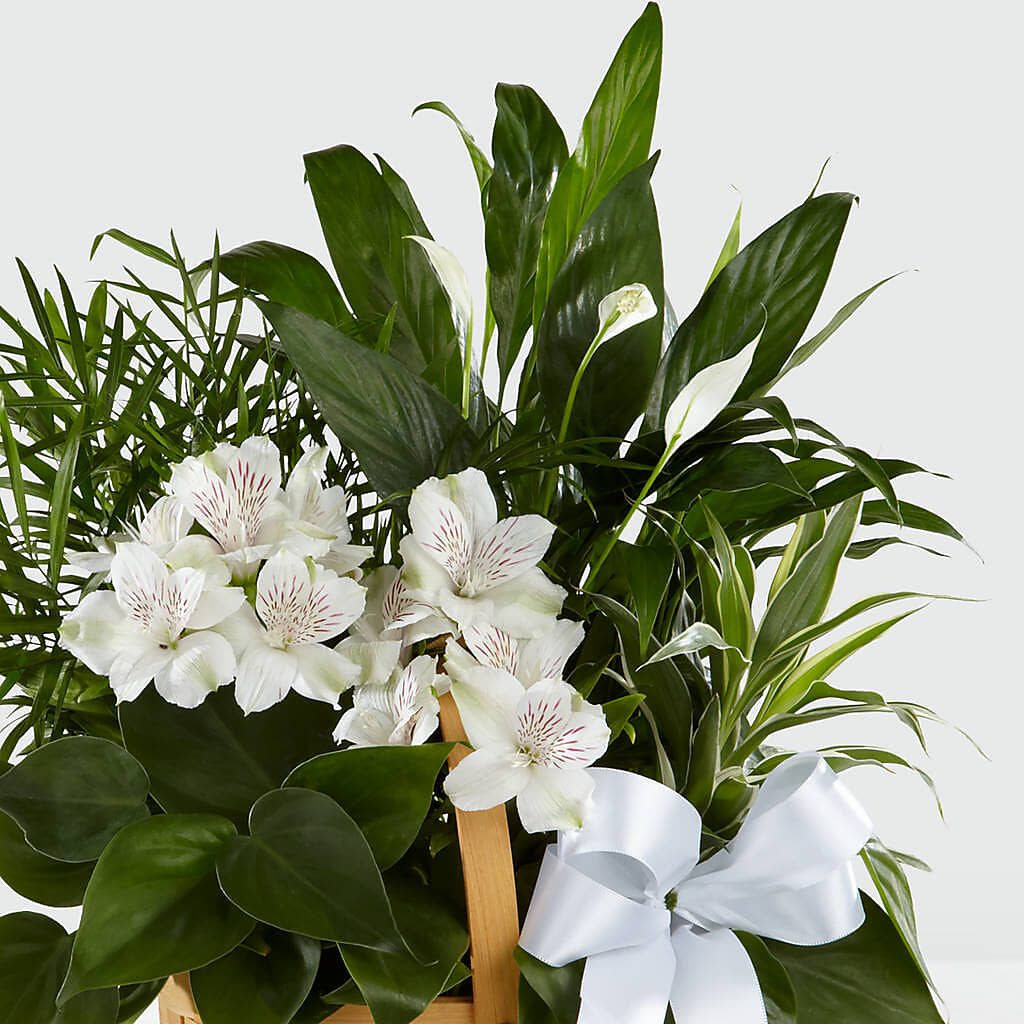 Peace & Serenity Dishgarden –  Fairfield Florist, Fairfield CT