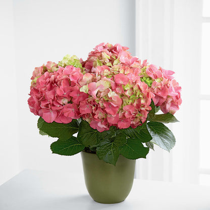 Pink Hydrangea Planter –  Fairfield Florist, Fairfield CT