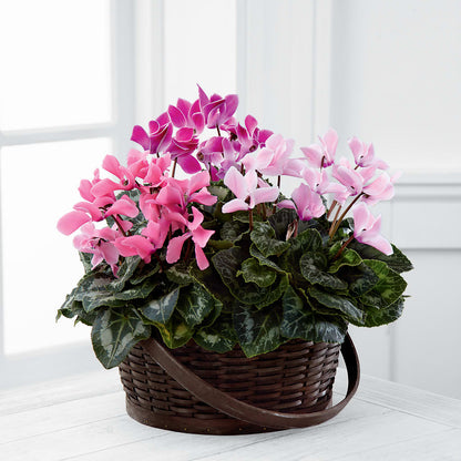 Mixed Cyclamen Planter –  Fairfield Florist, Fairfield CT