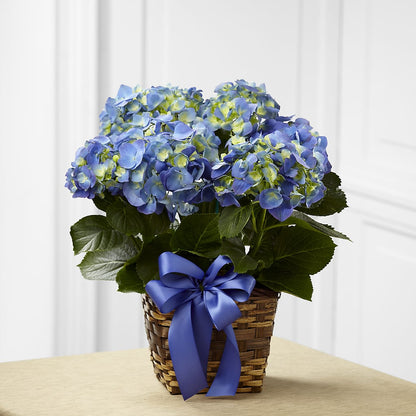 Blue Hydrangea Planter –  Fairfield Florist, Fairfield CT
