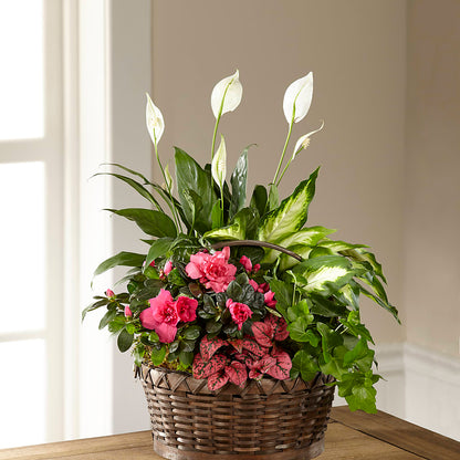 Dream in Pink Dishgarden –  Fairfield Florist, Fairfield CT