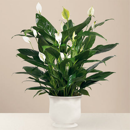 Comfort Planter –  Fairfield Florist, Fairfield CT