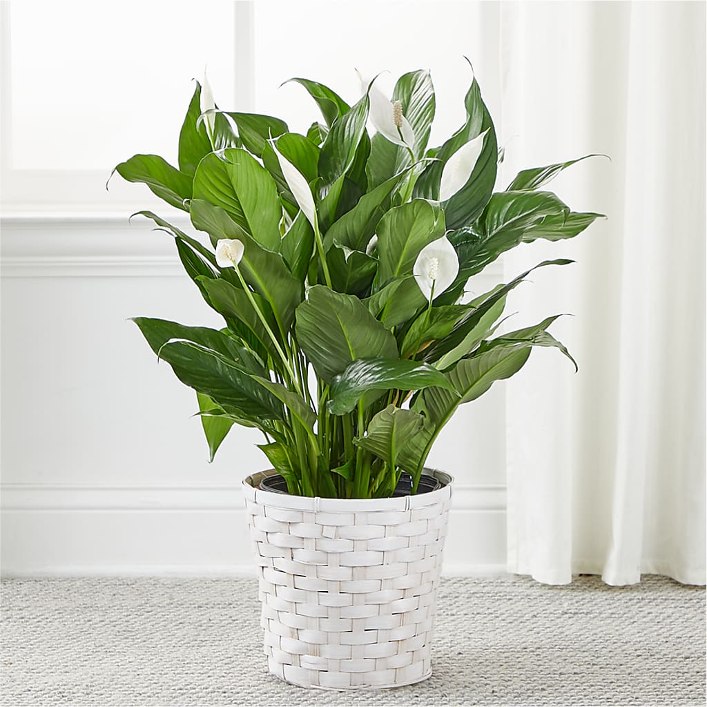 A New Leaf Peace Lily –  Fairfield Florist, Fairfield CT